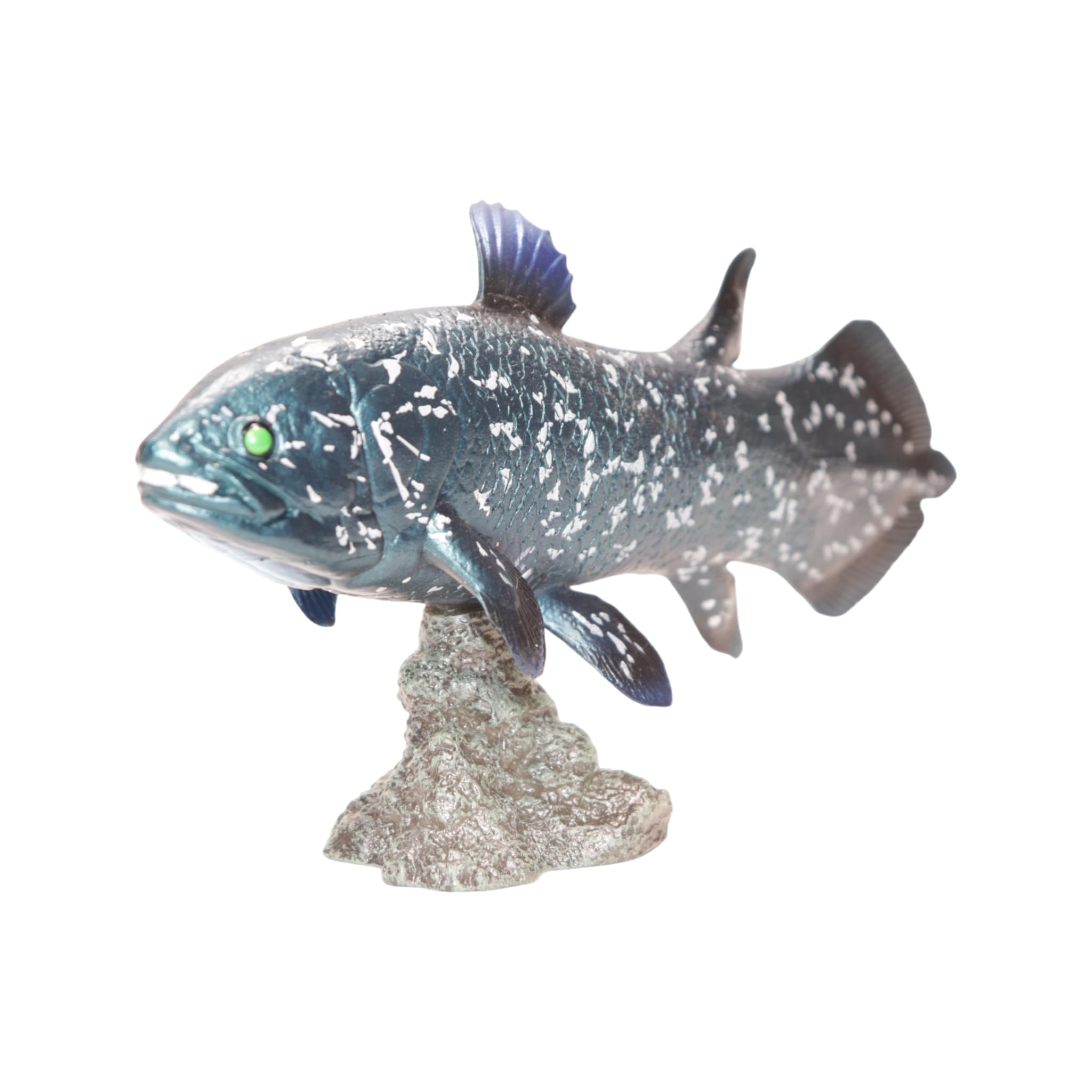 Amazon.co.jp: [猫神山] ラティメリア シーラカンス 海のサカナ 深海魚